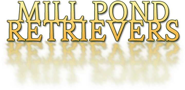 Mill Pond Retrievers supply field test champion Labradors and Lab puppies in Maine, New Hampshire, Vermont, Connecticut, New York, Rhode Island, and Massachusetts.